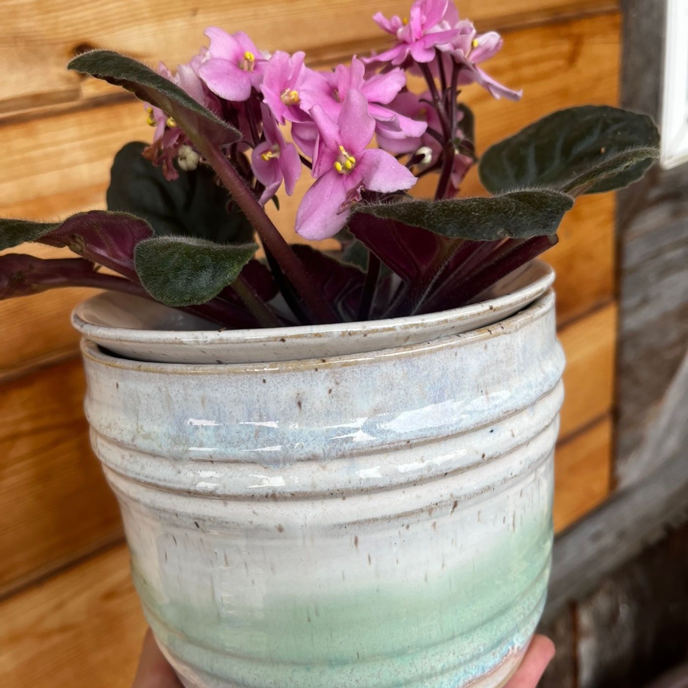 Cotton Candy African Violet Pot