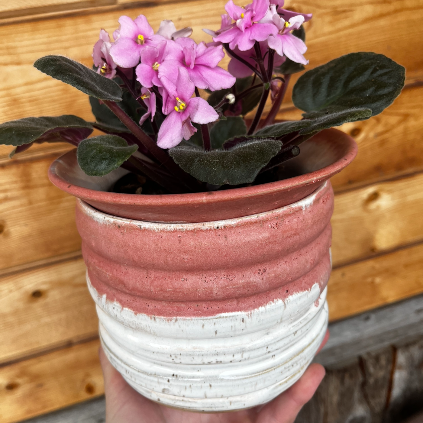 Pink & White African Violet Pot